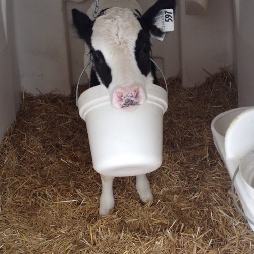 DairyDerek13 Profile Picture