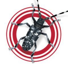 Official handle of the National Asian Longhorned Beetle Eradication Program: @StopALB, send all DMs and replies here.