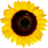 heidistorz's profile image