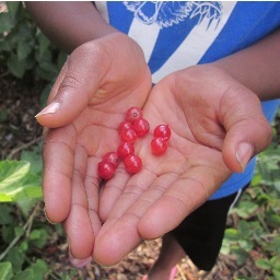 GardInSchools's profile picture. Imagine a Garden In Every School - encouraging, supporting and championing a garden in every school