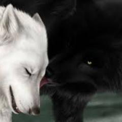 bellil_ben's profile picture. 