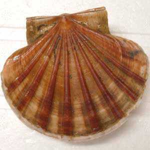 kai172839's profile picture. 元のすこう 元埼自大  糞自動車整備士