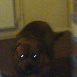 bates_alfie's profile picture. my hobbies are looking at clouds, reading,watching the Simpsons,going on a bike ride and going to my dads house. i like funny pics and spending time with my mum