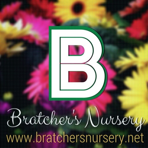 BratcherNursery's profile picture. Bratcher's Nursery is a reatail nursery and gift shop with planting and landscaping services across NE Texas and SE Oklahoma.