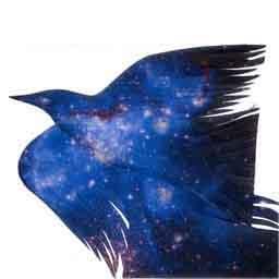 DORANEKOMARU's profile picture. 