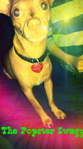 PoppieBruhh's profile picture. Ayee ' follow me mayne , im Fresh.. looking for a fine poodle (; #whadduppp follow me hoes ♔