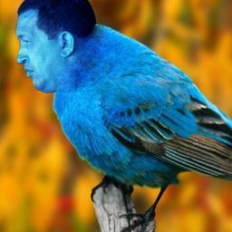 Yo, el coma-muerto Hugo Rafael Chávez Frías, he reencarnado en forma de pajarito. ¡He bendecido a Nicolás Maduro!