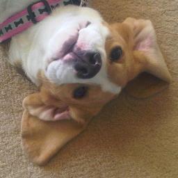 Izzythebeagle Profile Picture