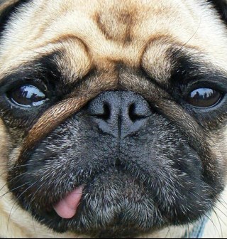 Follow if you love pugs