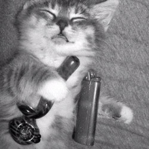 Tweeting random ideas or thoughts when I'm too high to remember them