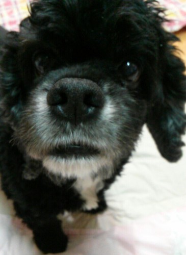 iyujayu's profile picture. 