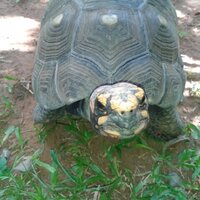Oscar Ag (@oscaragpy) 's Twitter Profile