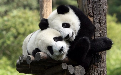 I'm just a panda; trying to find my place in this world.