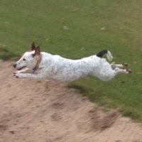 Buster Smith - @DoggyDevlinator Twitter Profile Photo