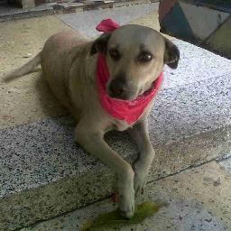 Dedicamos este espacio a difundir información sobre casos, adopciones, jornadas y eventos en pro de los animales en situación de calle.