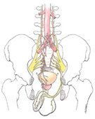 TWEET_PROSTRATE's profile picture. 