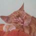 ginger cat (@catok365) Twitter profile photo