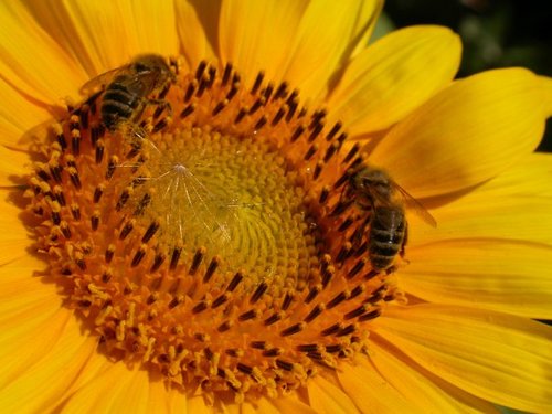 Pascal Metge Profile