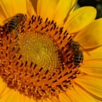 Pascal Metge (@metgepascal) 's Twitter Profile