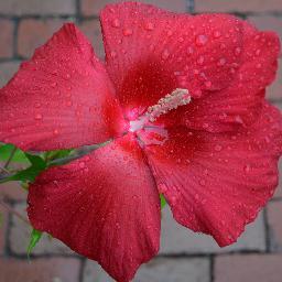 TerryTkennedy's profile picture. 