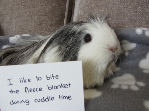 Welcome to the world of Guinea Pig Shaming! These little furballs have huge characters and get up to all sorts of mischief...