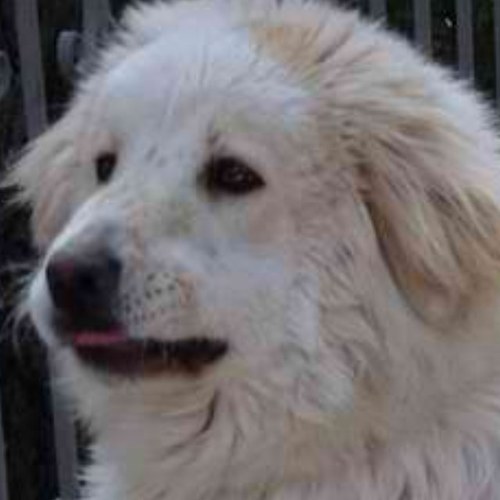 karapsaras's profile picture. 