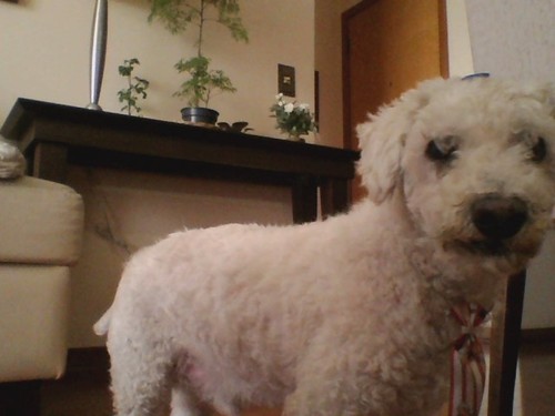Eu sou o Cachorro mais fofo do mundo :)