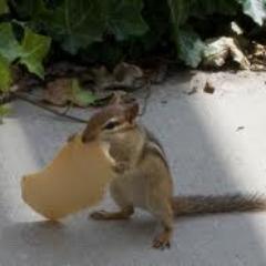 Chipmunk chillin around campus