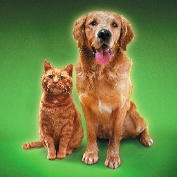 very important pets, people & places