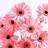 meshoo_00's profile image