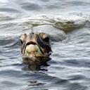 Sally Sprague - @sallyannsprague - Twitter