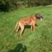 Rhodesian Ridgeback (@ridgebackfacts) Twitter profile photo