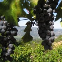 Tastes Like Grapes (@tasteslikegrape) 's Twitter Profile Photo