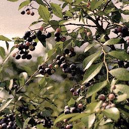 creative_leaf's profile picture. お庭造りの会社CreativeLeafのWEB管理をしています。お気軽にフォロー＆RTしてください 自社サイトhttp://t.co/j4GTHHiCMt