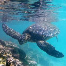 Pledge4LifeHi's profile picture. Pledge for Life Hawaii’s mission is to create recurring monthly donations for local nonprofits through partnerships with local business owners.