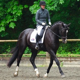 Para Equestrian, Acupuncturist, The Journey Continues.