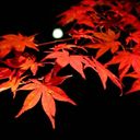 秋月俸麒 (@13Fainal) Twitter