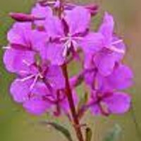 Alaska Fireweed (@fireweedalaska) 's Twitter Profile