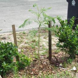 Urban Florida garden with over 100 plants.