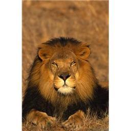 Lions have natural confidence, but why do so many humans struggle to accept themselves? Follow me to help us all become authentic, brave and well mane-tained..