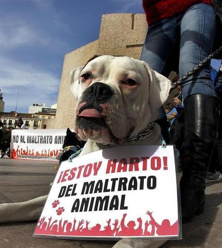 No basta con decir No al maltrato animal, tenemos que actuar