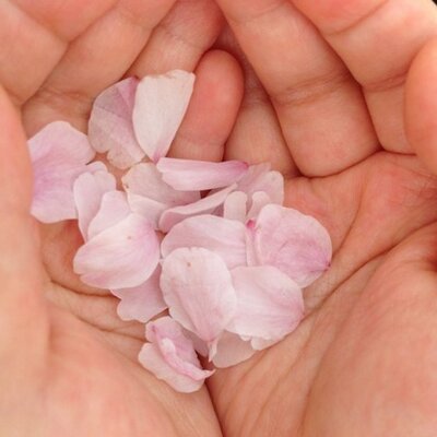 アンズ飴 On Twitter 神社に行ったら 蛇の抜け殻をみつけた アンズ飴 On Twitter 神社に行ったら 蛇の抜け殻をみつけた