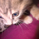 Olivia Malone - @OliviaMaloney01 - Twitter