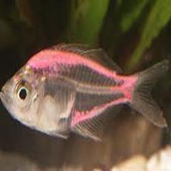 indianfishing's profile picture. i love fishing in the world