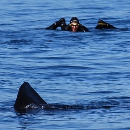 Basking shark, wildlife, swim & diving tours from Oban, Mull & Coll! Scientific study of Hebrides BSk population. Overseas Tours & Underwater Photography