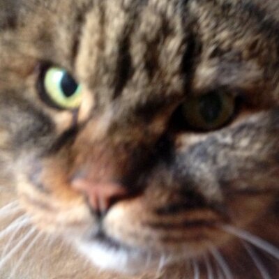 誇り高き猫アスラン モンストのアニメ公式サイトと公開中の最新pvに隠された 謎 が 謎 を解くとアニメの追加情報とオーブが手に入るらしい モンストアニメ モンスト Http T Co Igsajr6wpa 誇り高き猫アスラン モンストのアニメ公式サイトと公開中の最新pvに隠された 謎 が 謎 を解くとアニメの追加情報とオーブが手に入るらしい モンストアニメ モンスト Http T Co Igsajr6wpa