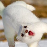 轟大五郎 (@thikusyoooo) Twitter profile photo