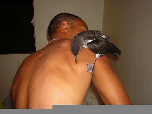 LARACE974's profile picture. Ingénieur en agriculture,  patriote, militant. Pense que le réveil c'est pour bientôt, alors je me prépare.