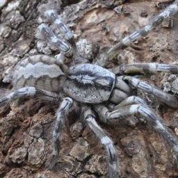 Fraser3142's profile picture. it's big, it's hairy, it's venomous