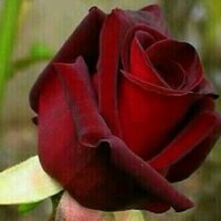 🌹زهرةبنت الأمير🌹 (@qweenhunny1) 's Twitter Profile